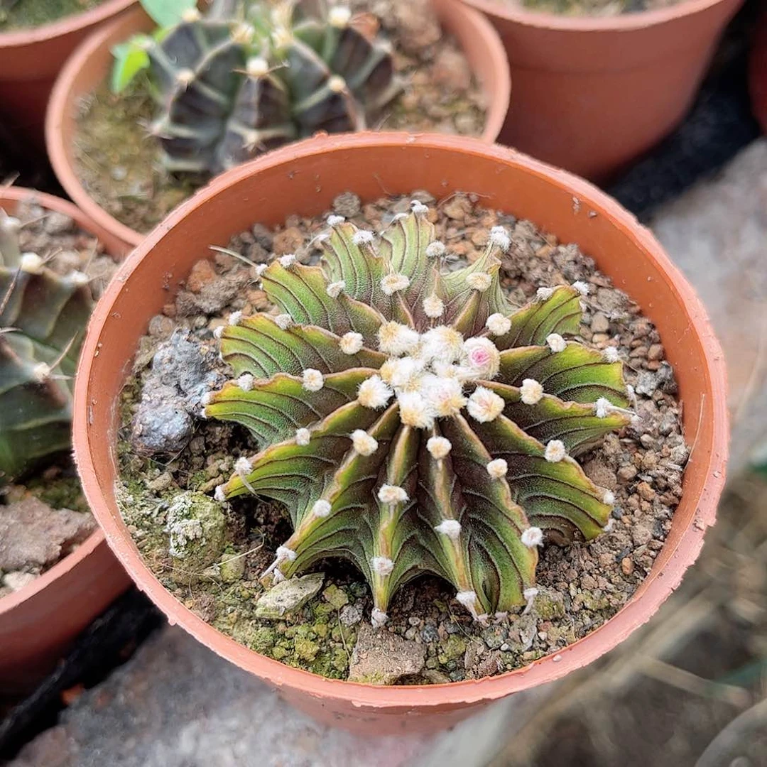 闲*肋骨牡丹一一一一一一