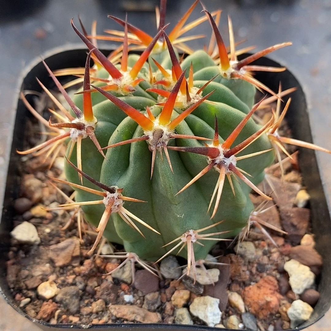 实生  短豪刺狂风丸4.8公分左右一物一拍