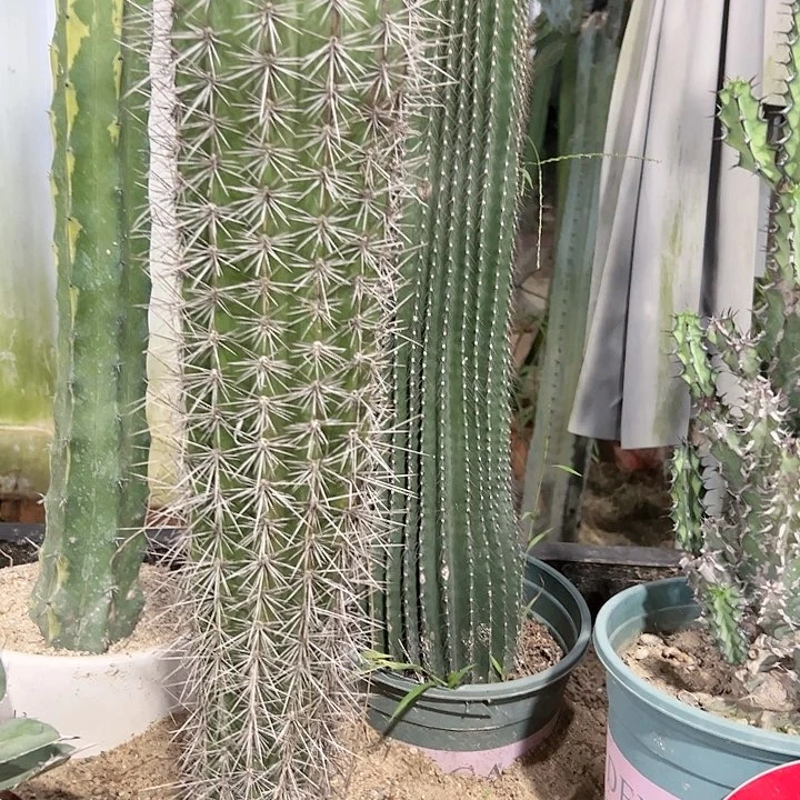 【闪购商品】是**呀武伦柱