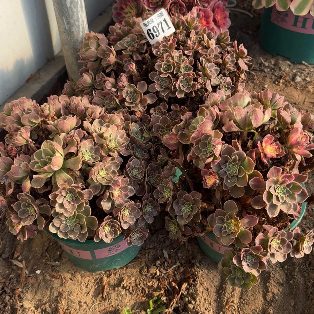 法师丘比特量拍 6971 18-28 随机发