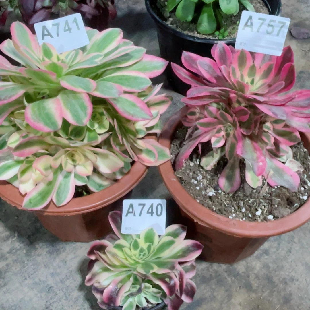 女郎757女巫741送740