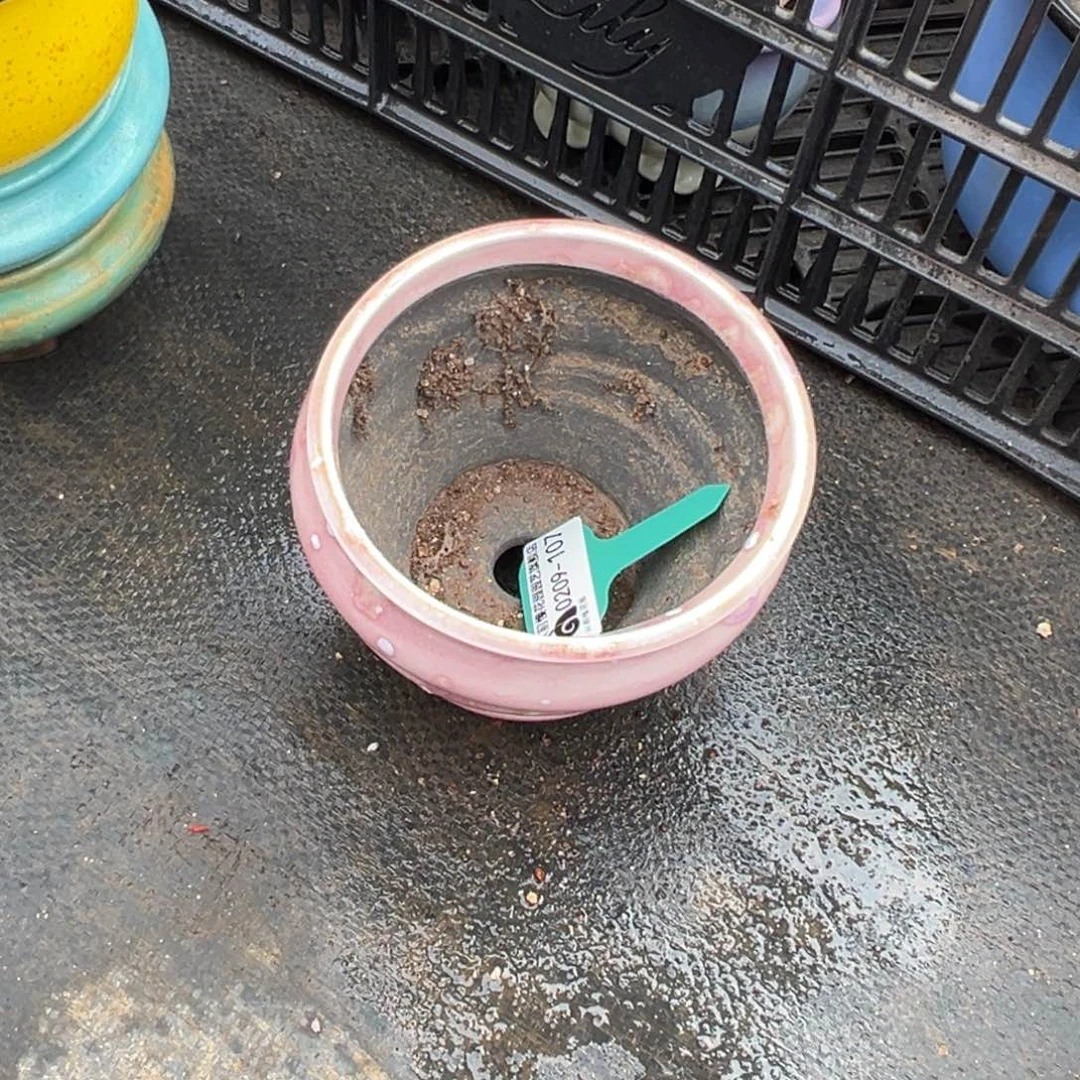 无**予多肉一物一拍0209-107