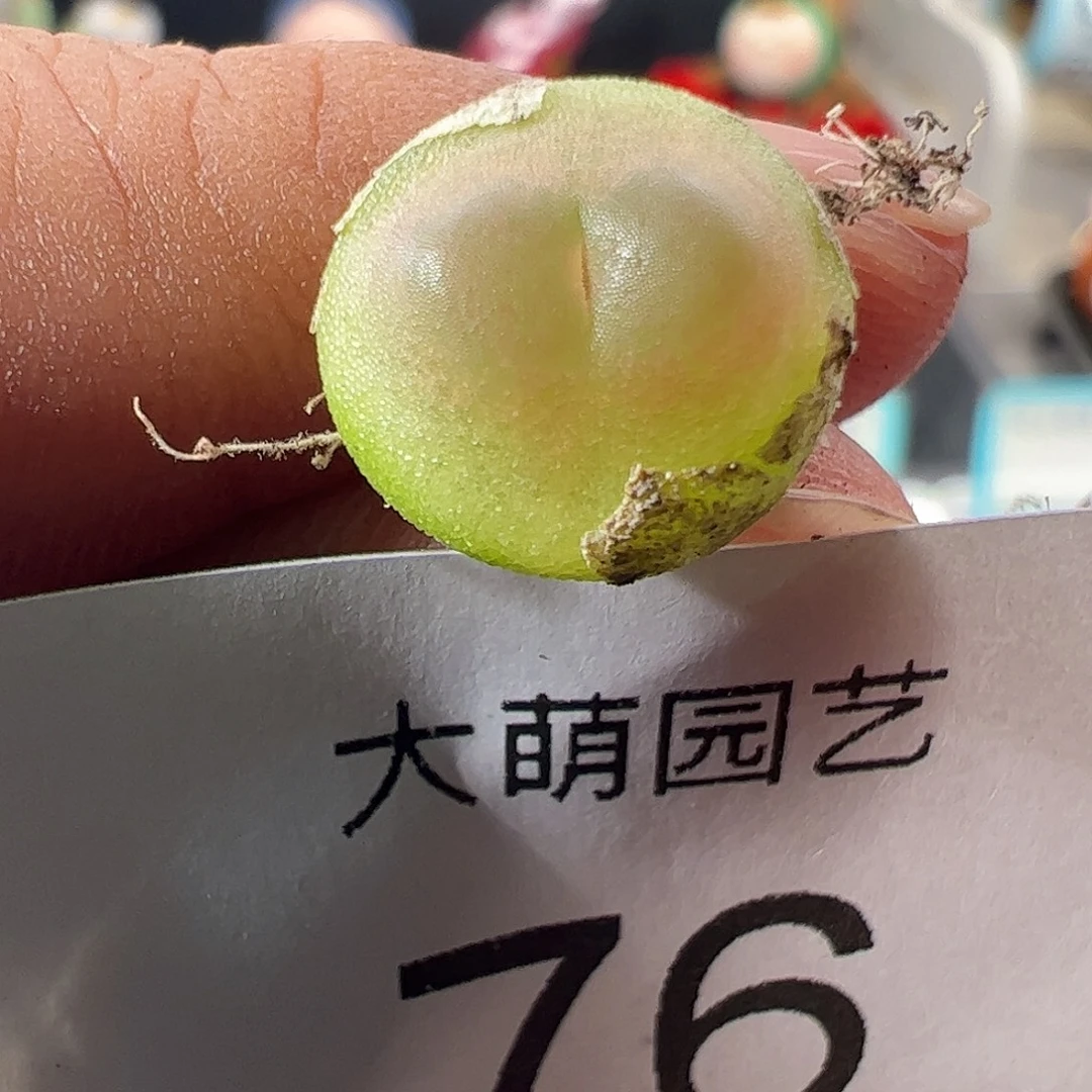 一物一拍。     76