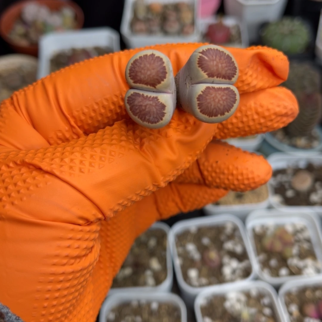 多肉植物一物一拍8