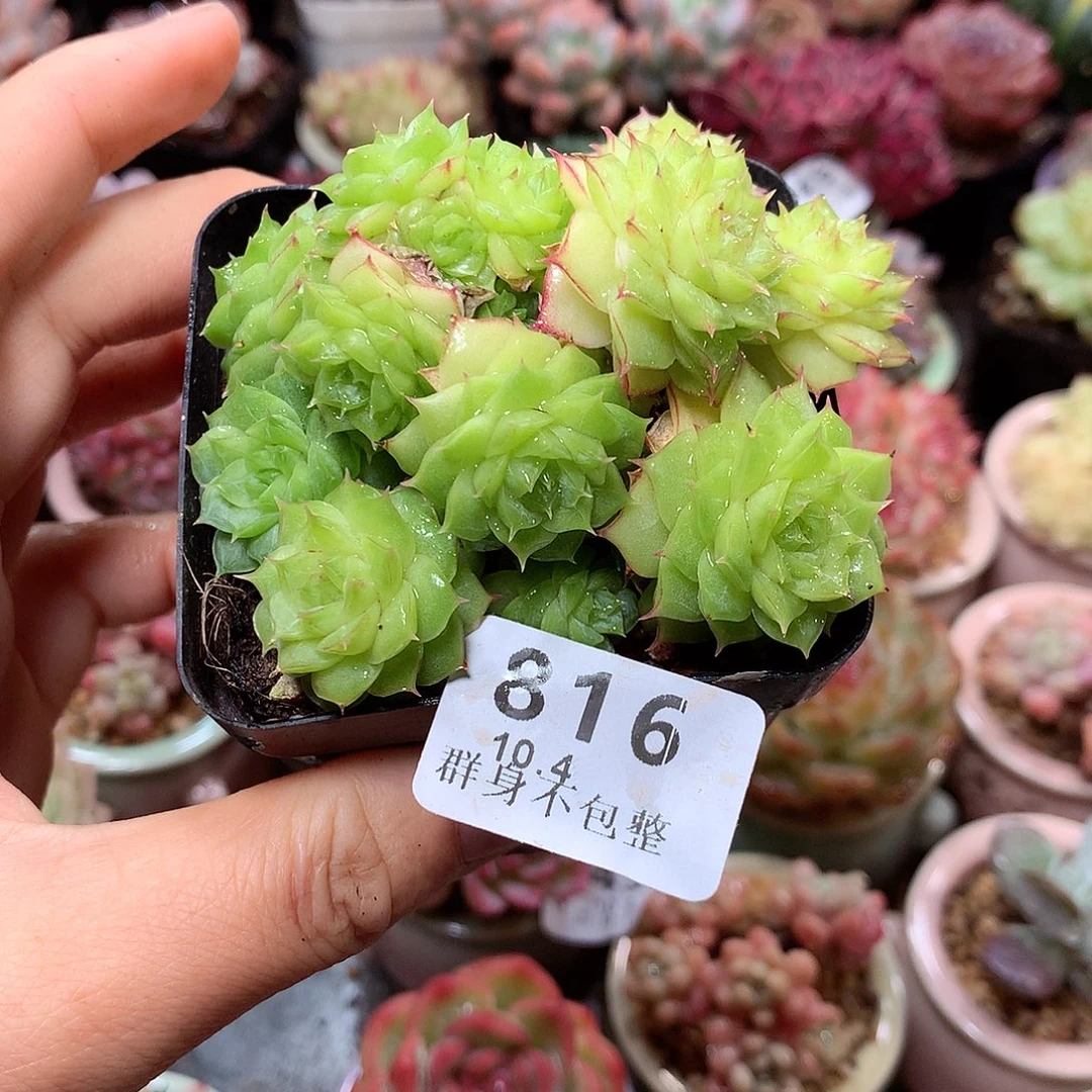 精控拇指盆10.4816