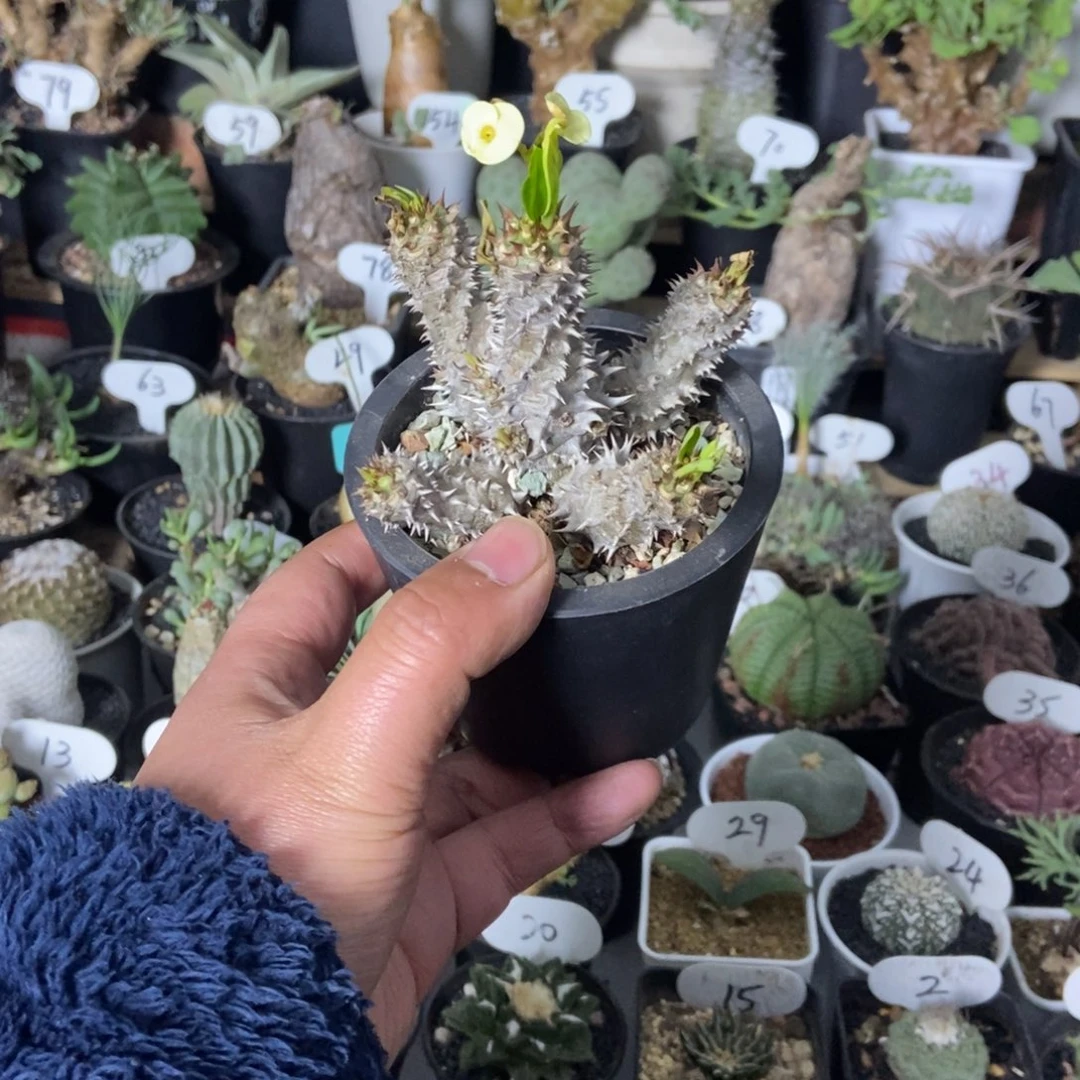 美化念珠一物一拍