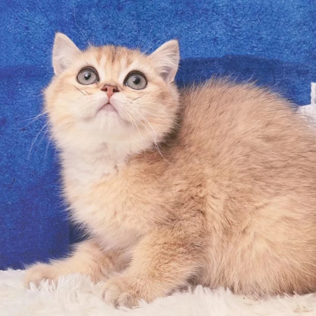 金渐层弟弟妹妹疫苗齐