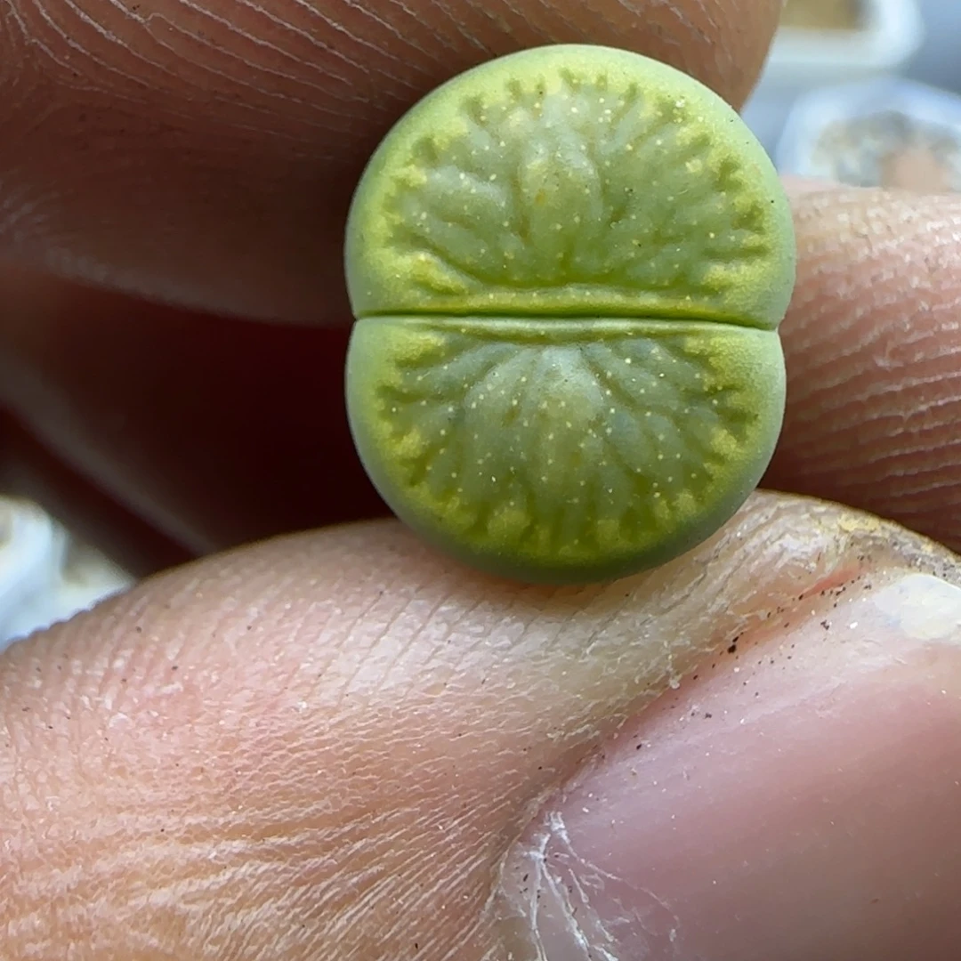 388开播福利生石花大棚直播