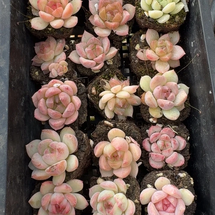 29-36珍妮混合二十颗量拍发货左五左六之间