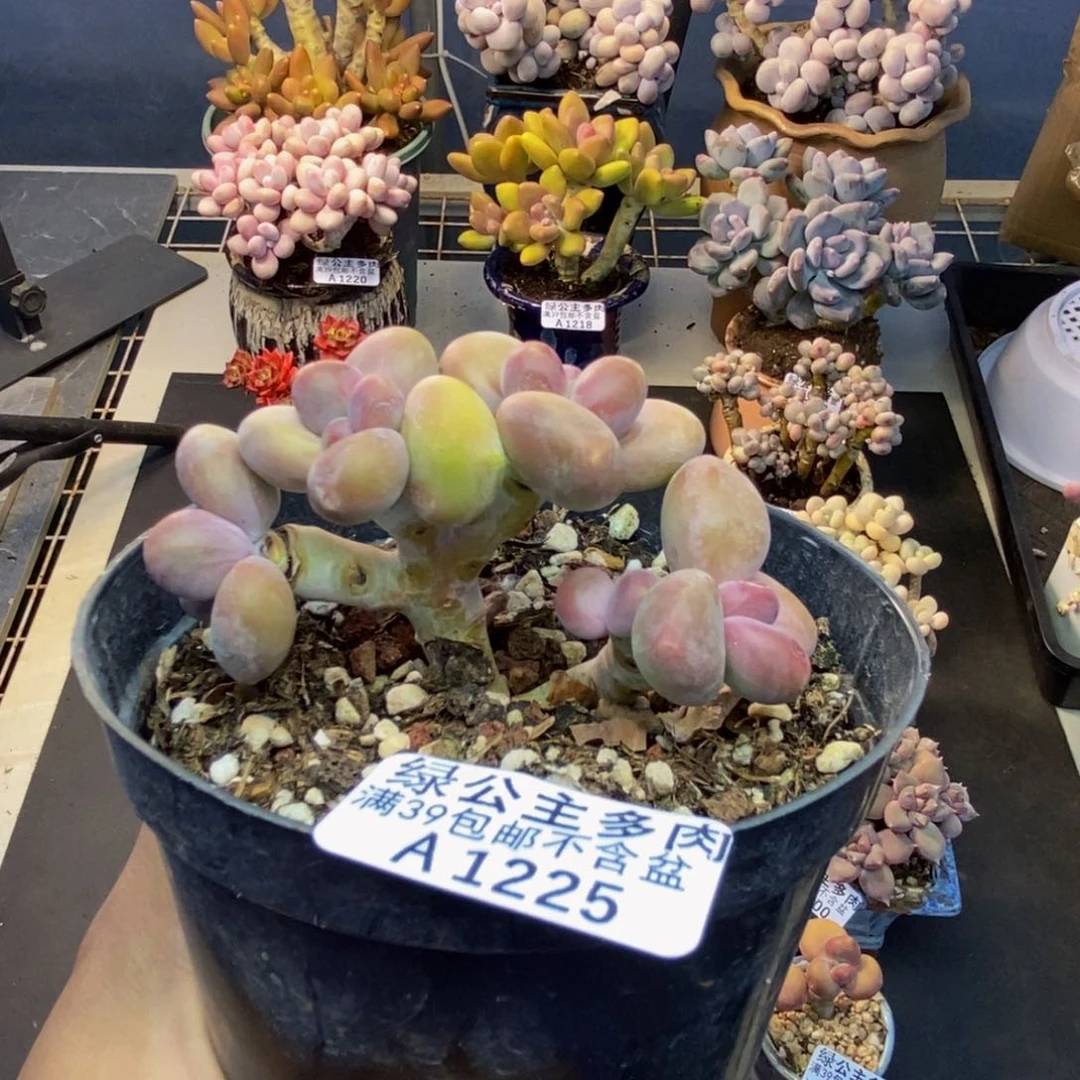 225芒果奶kk奶多肉7c m
