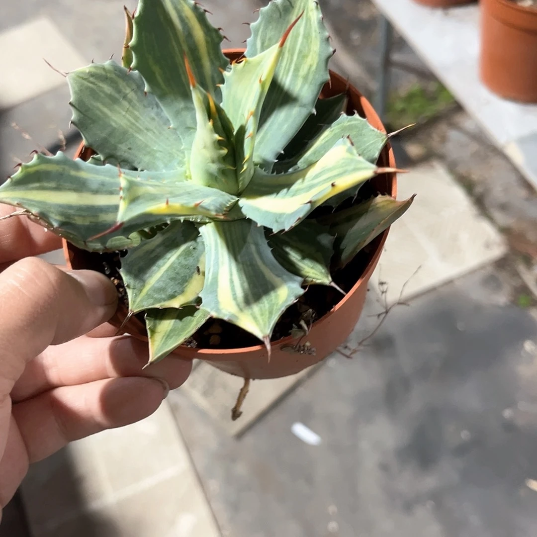 z****5龙舌兰雷神锦20