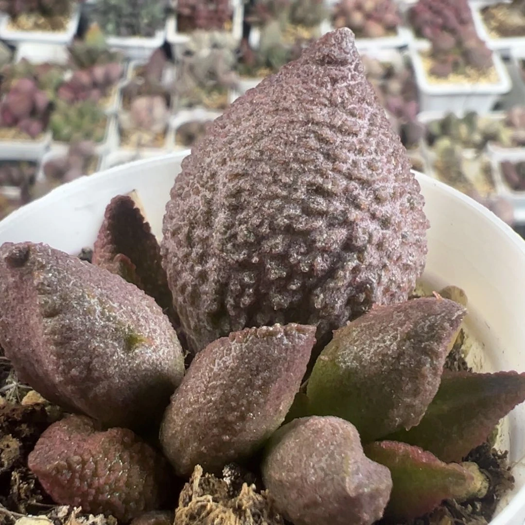 实生新品大苗多肉植物水泡