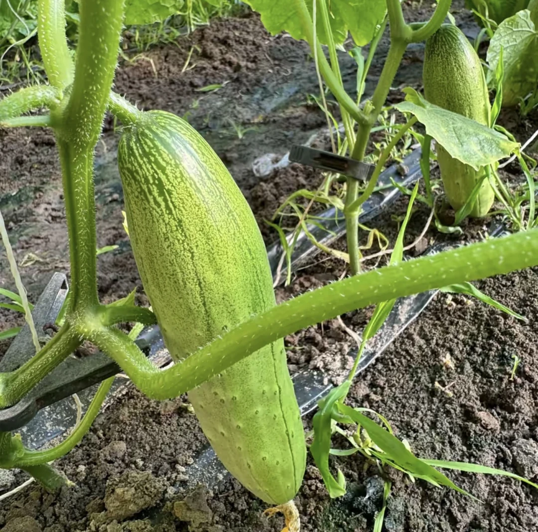 东北农家小黄瓜 老品种黄瓜  现摘现发