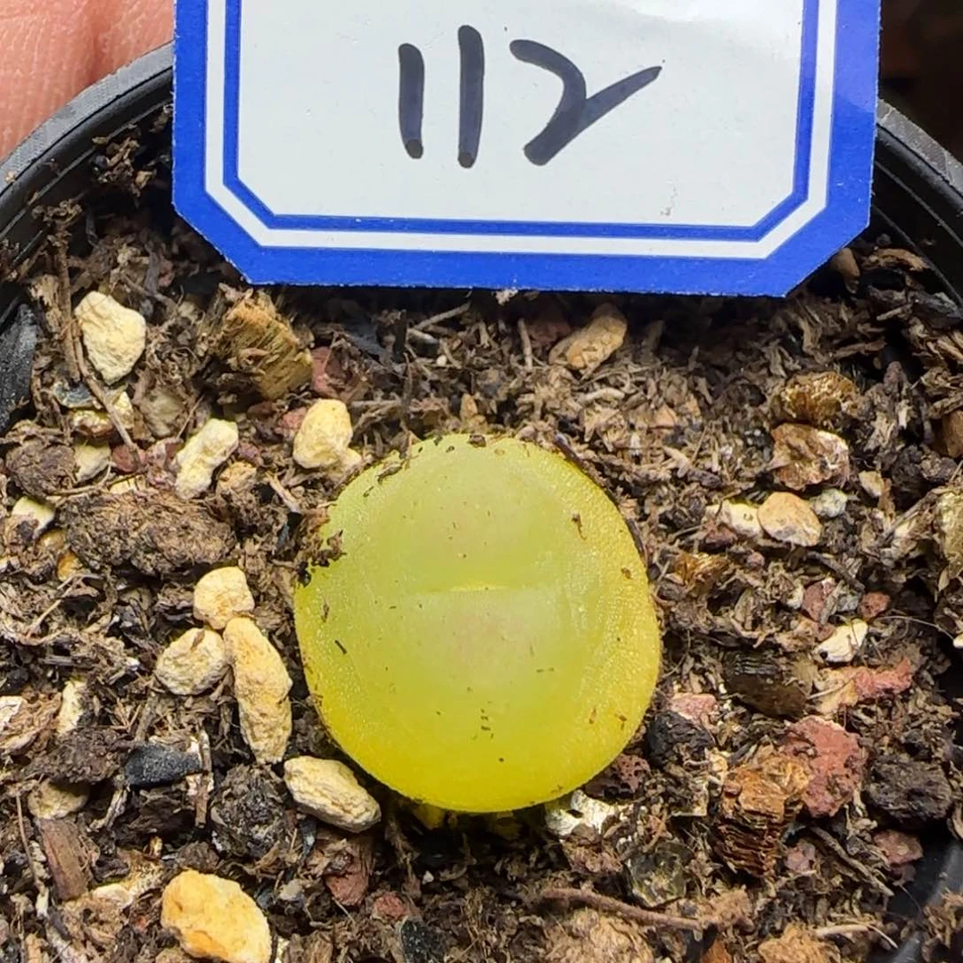 带盆土发货。