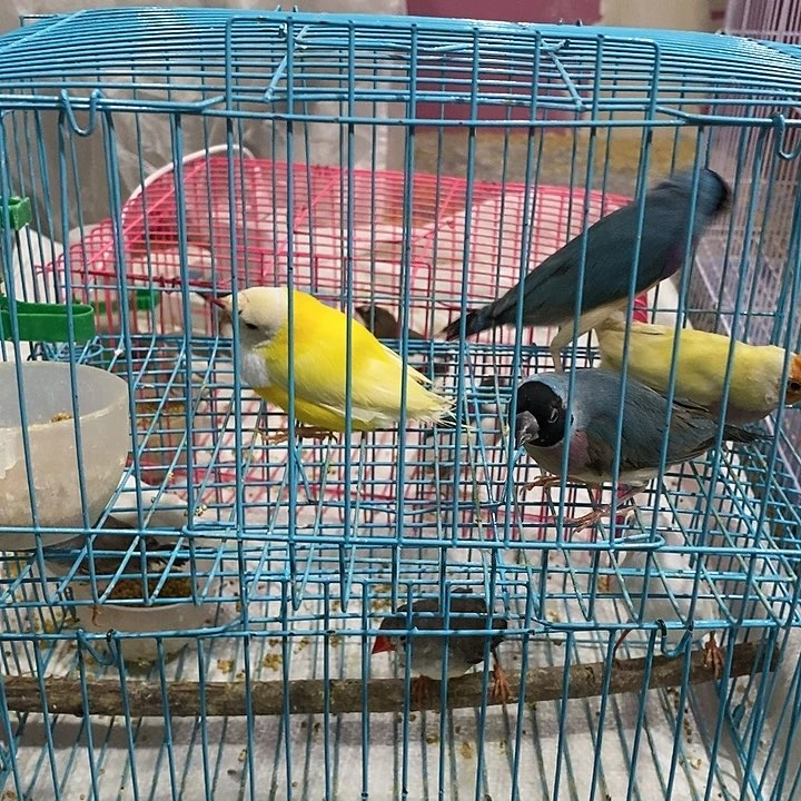文鸟任*旸蓝背一对