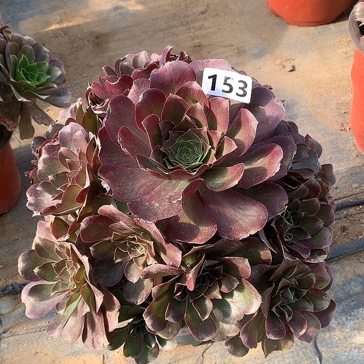 多肉植物魅金玫瑰153