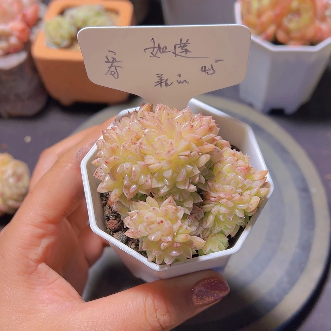 ᥫ****新品，多肉植物