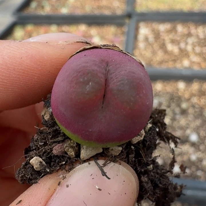 718拉毛一颗88000808