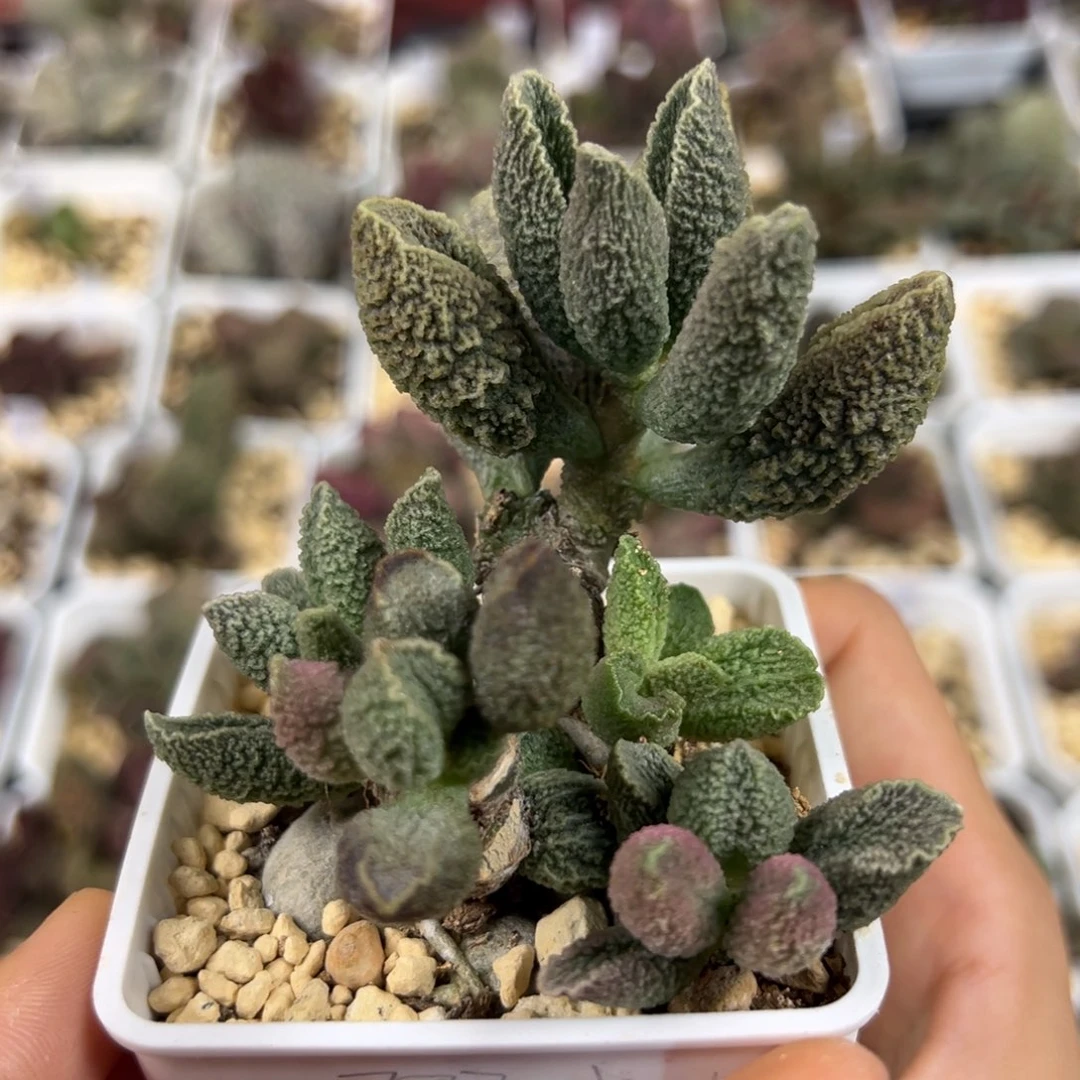 纯木质桩假赤焰多肉植物水泡