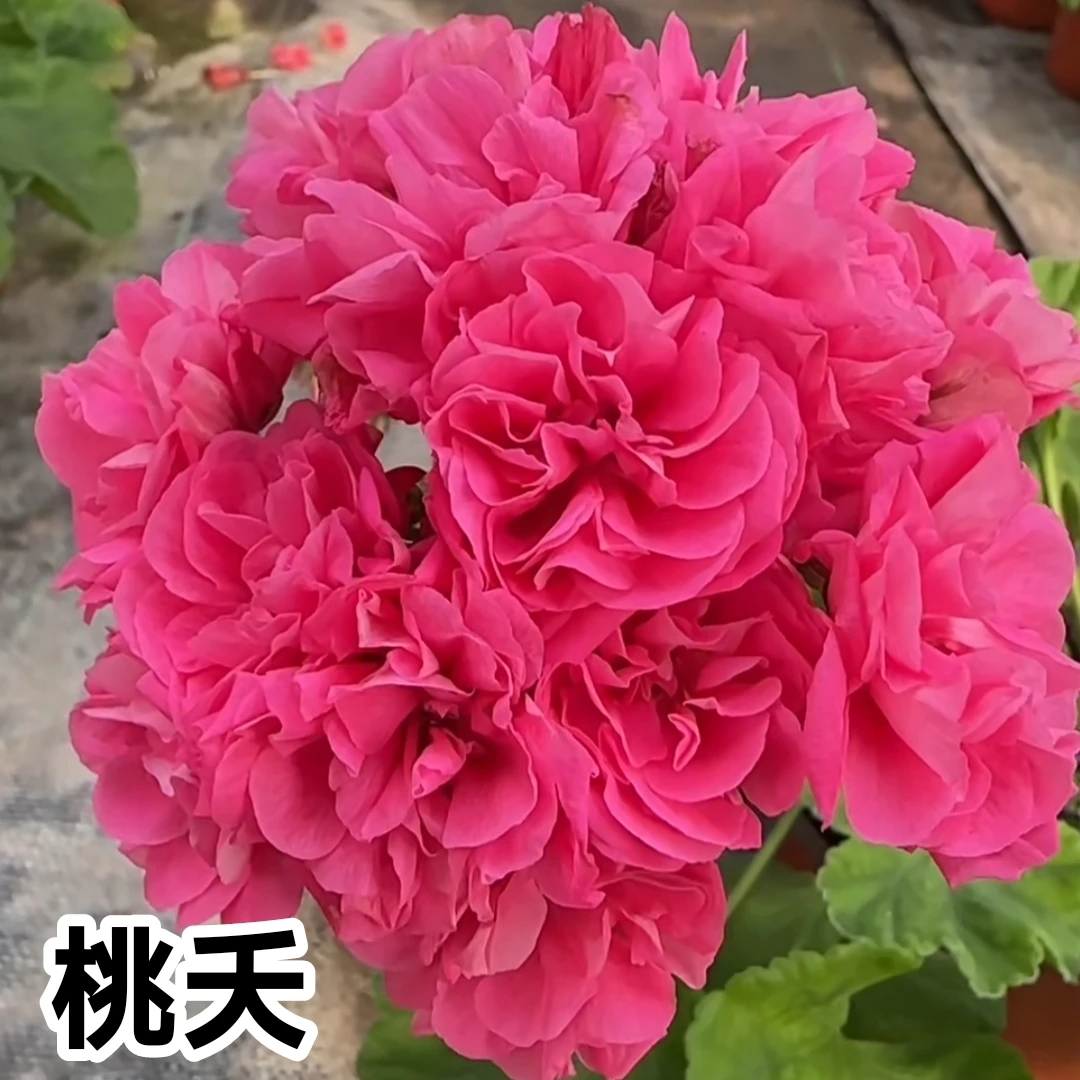 新品直立天竺葵桃夭矮生勤花品种，终身包对版