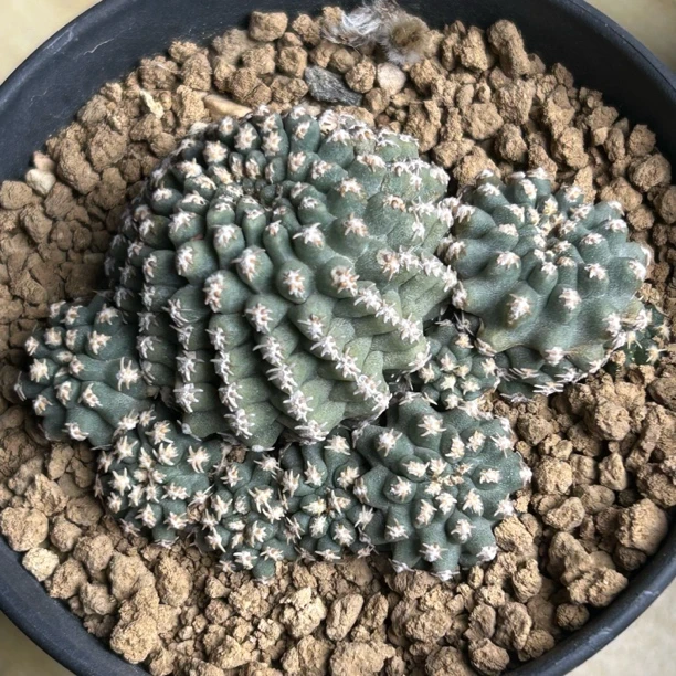 老桩七巧柱群仙人球块根多肉植物绿植盆栽花卉龙舌兰