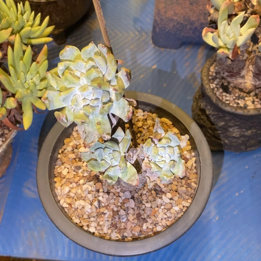 野初霜多肉植物啦啦啦