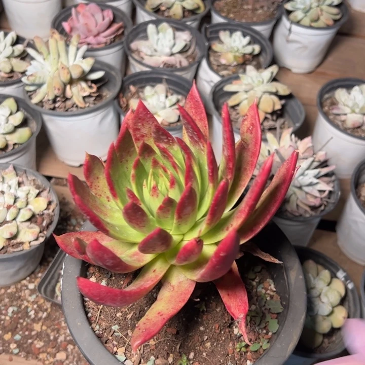 173坎代哈哈哈哈哈哈哈哈