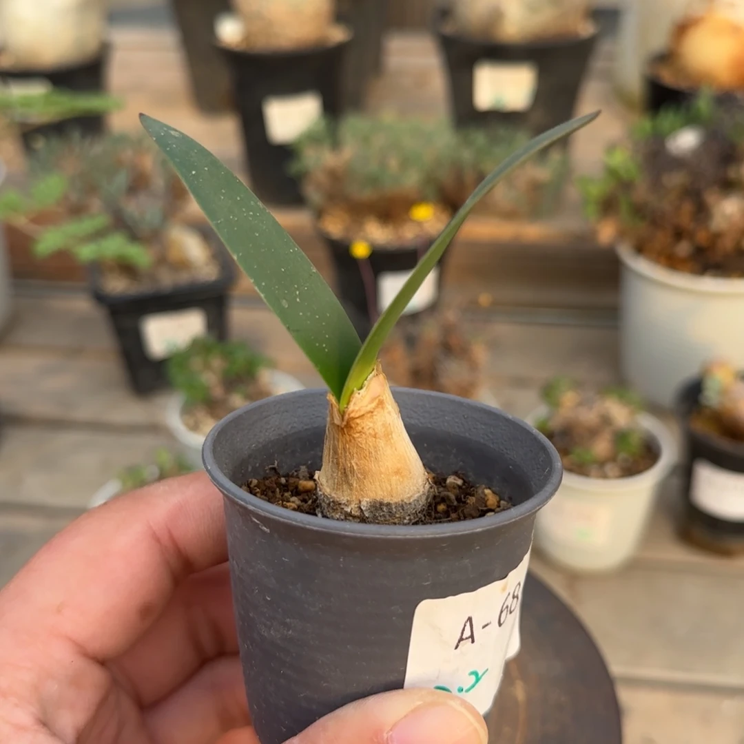68灯台百合块根植物