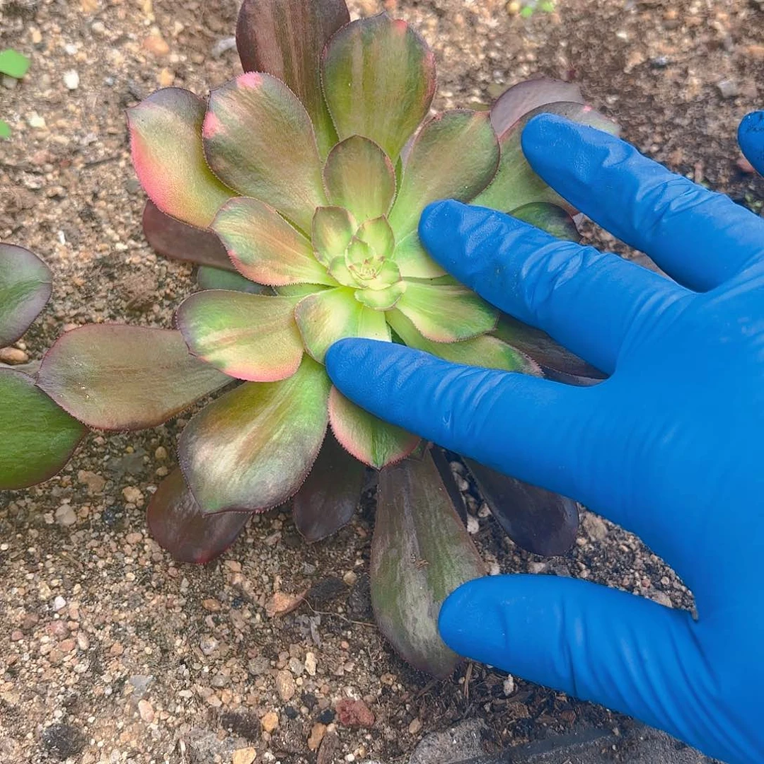 绍七彩手捧多肉植物