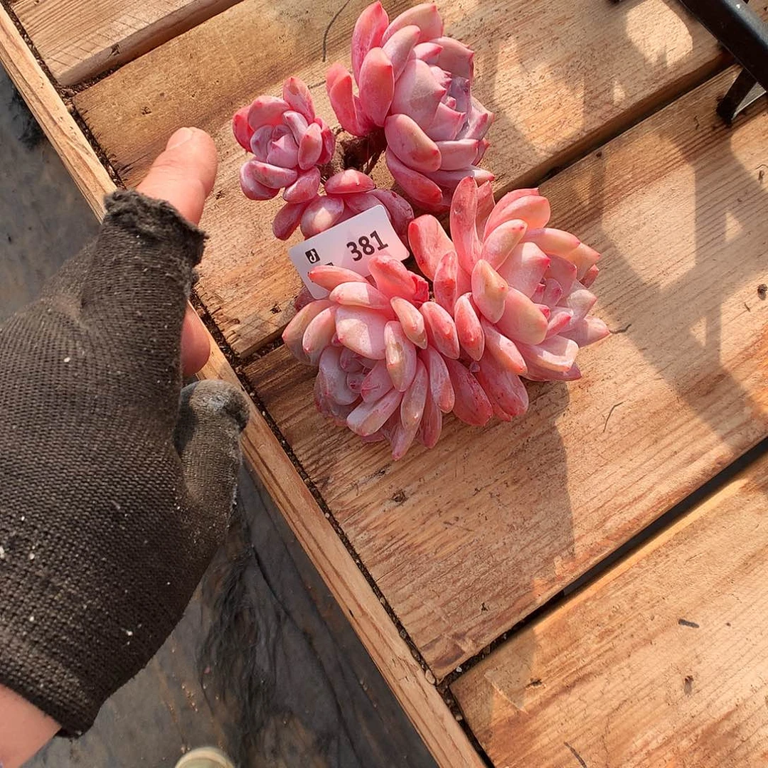 381梦露多肉植物6666