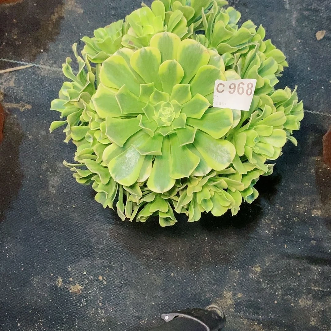 绿豆沙968多肉111111