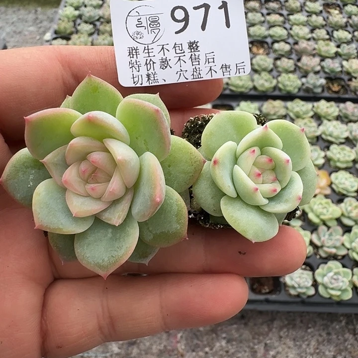 可***爱如图971梦白吉播种优选2个