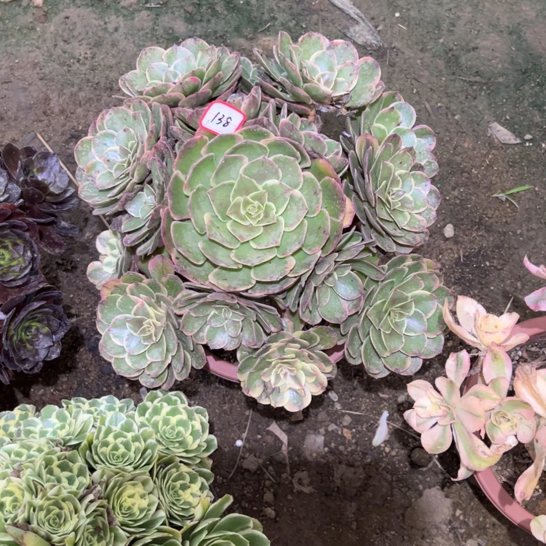 138多肉植物粉花妖