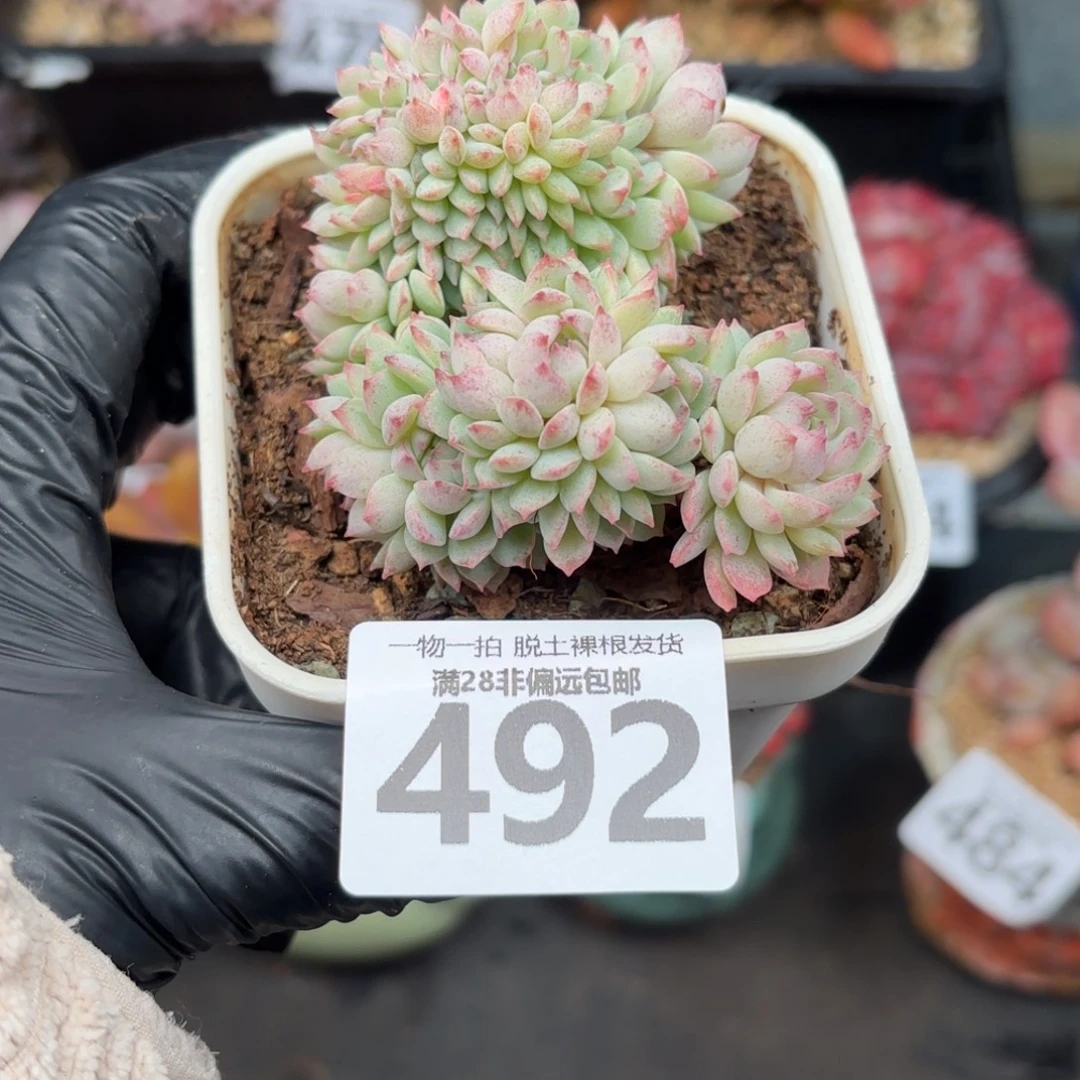 小粉梅缀无盆土发货