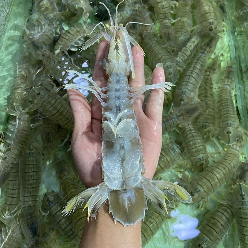 北海野生皮皮虾蒸熟速冻发货  1-5 斤可搭配其它海鲜满五斤包邮