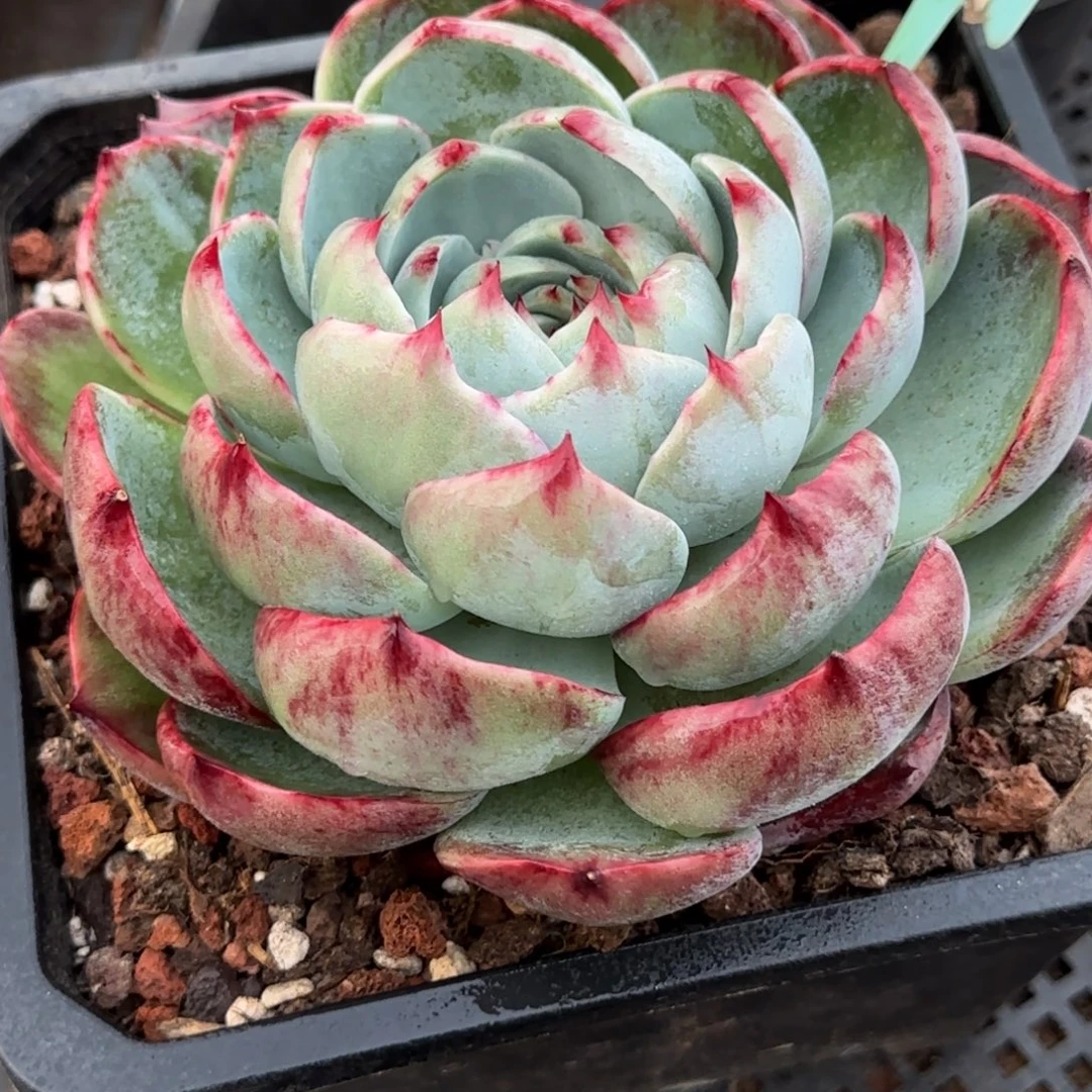 血斑拉丝惊鸿一物一拍包装收缩花旱獭896