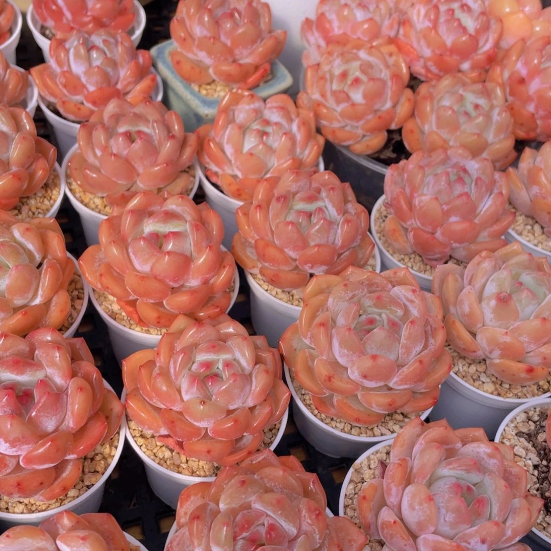 量拍66号 果冻韩版仙女橙单头5个