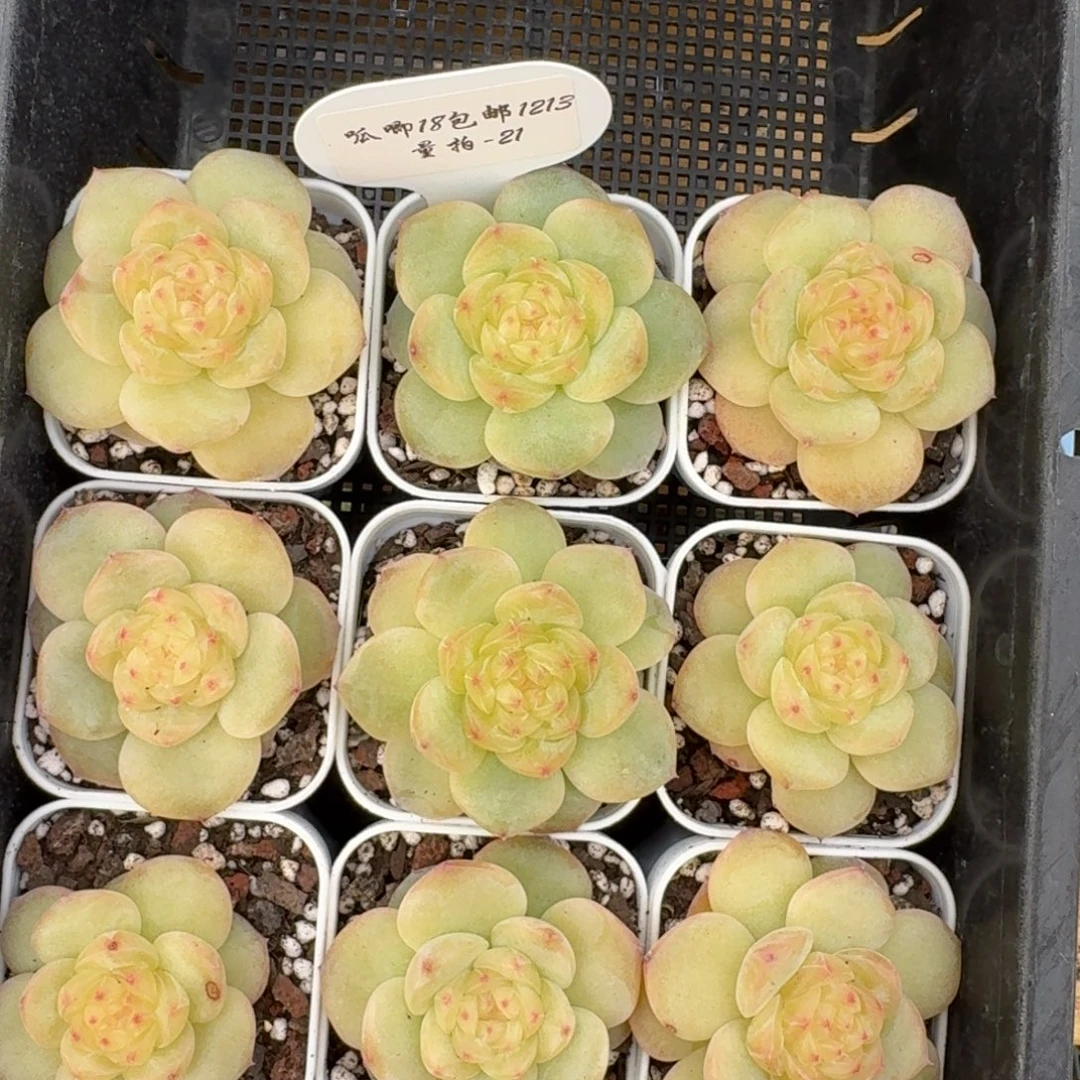 1213-021-晴天四一颗量拍