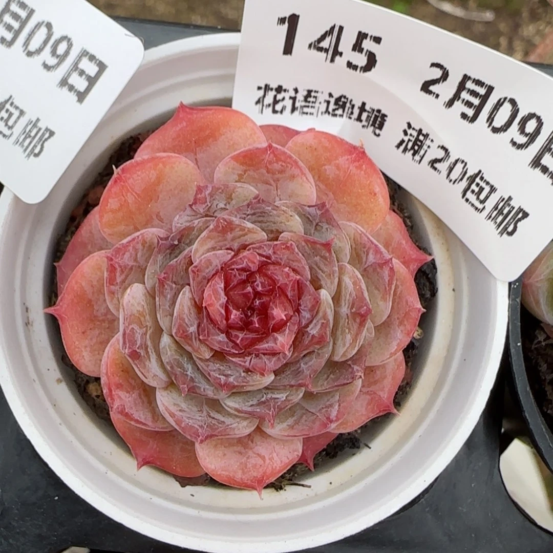 花语逸境0209-145