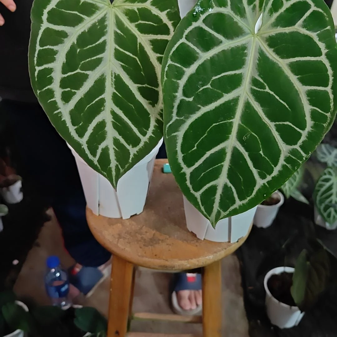 当前无花朵，栽培后可花朵