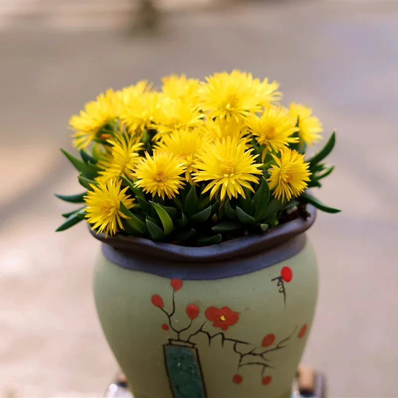 ［满15元包邮］黄花赵波多肉