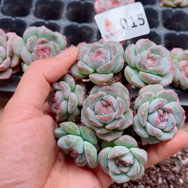 多肉植物多肉植物