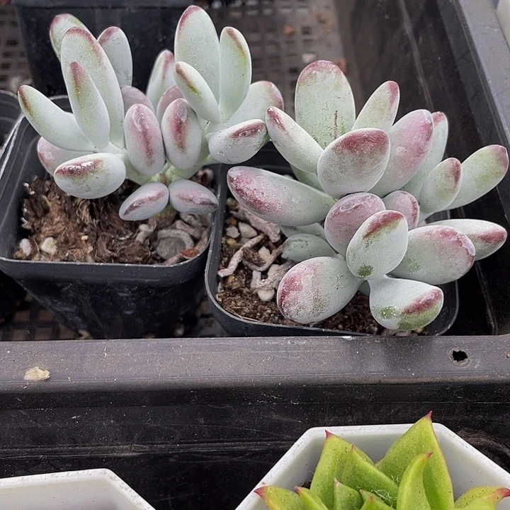 乒乓群带盆土发货