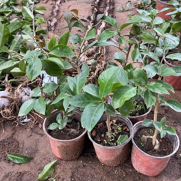 30公分左右叶仙六颗编号158