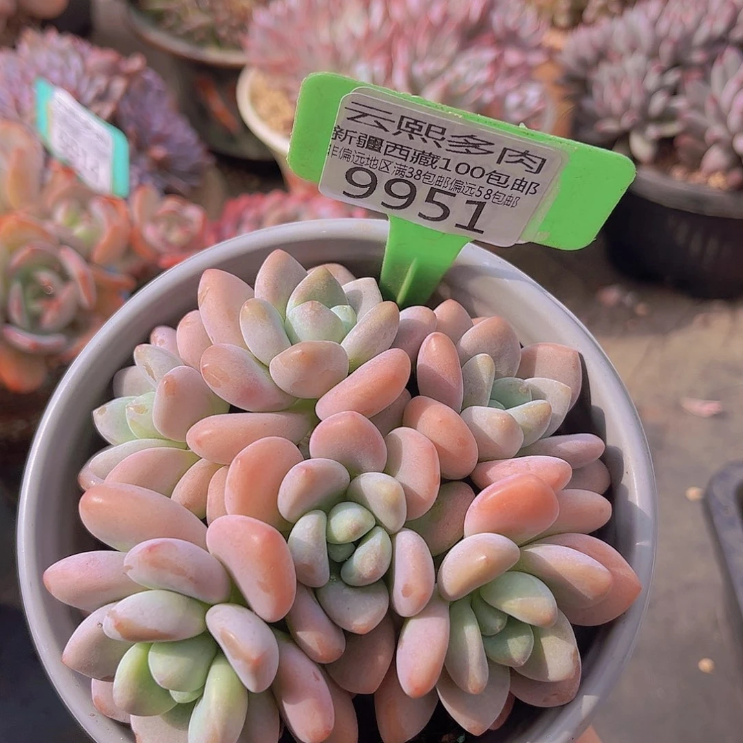 9951红洛神多肉植物
