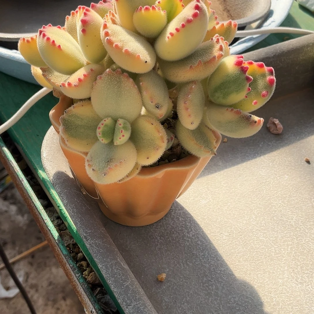 多肉植物的生长发育