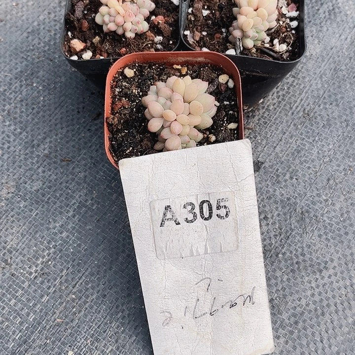 兮*宝305密密麻麻密密麻麻