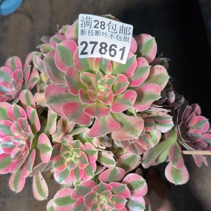 27861女巫多肉植物