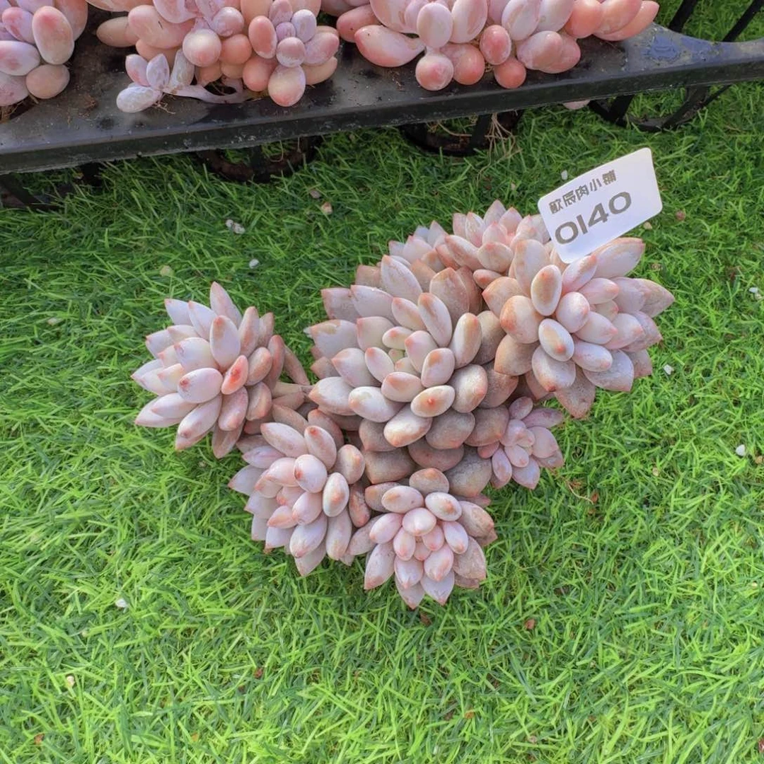 多肉植物半夏群0140