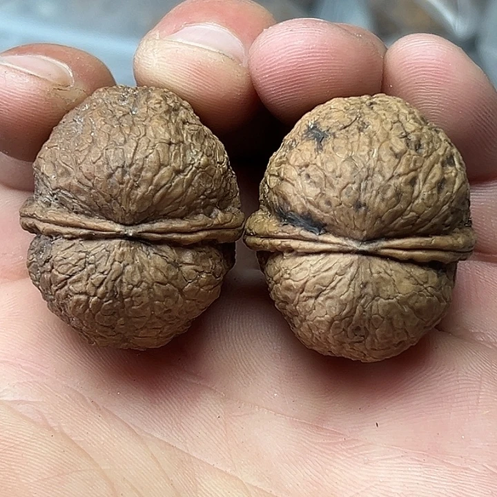 文玩核桃把件18号寿星头元宝35尺